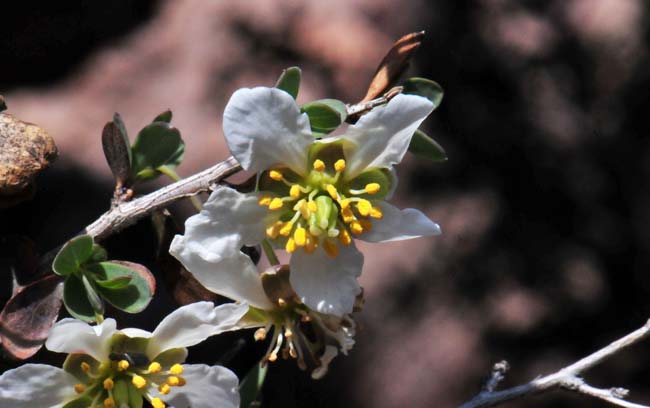 Crossosoma bigelovii, Ragged Rockflower, Southwest Desert Flora